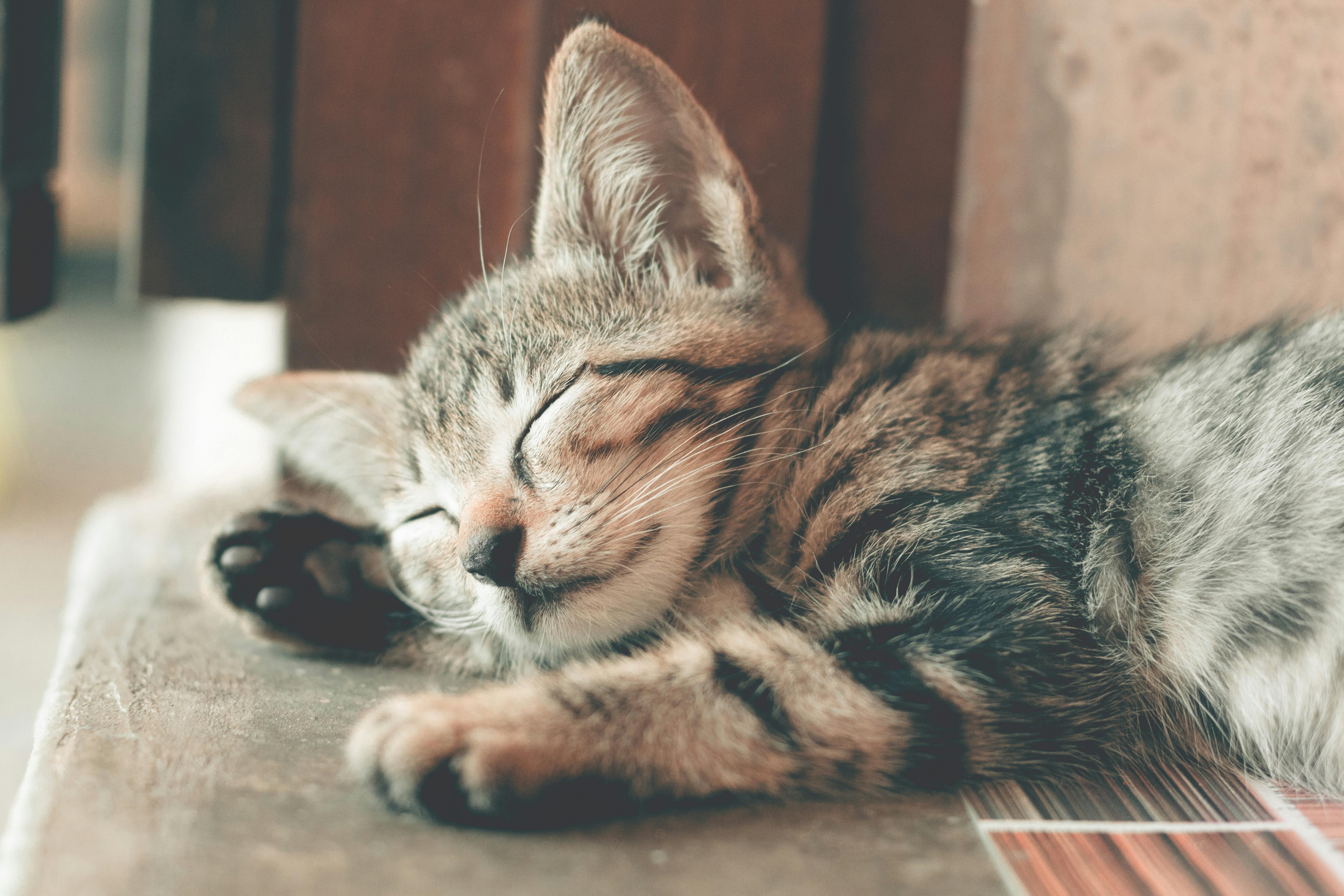 Libra Cat